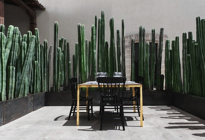 backyard cactus fence