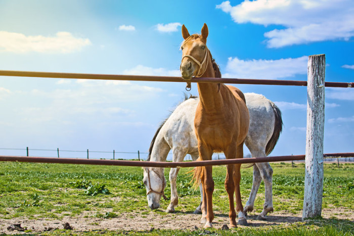 texas-ranch-horse-fence Texas Horses Behind Ranch Fence