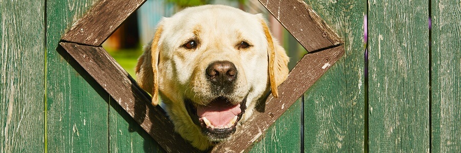 4 Simple Ways To Prevent Your Dog From Destroying Your Fence