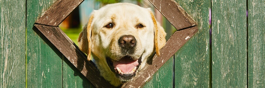 dog in a fence