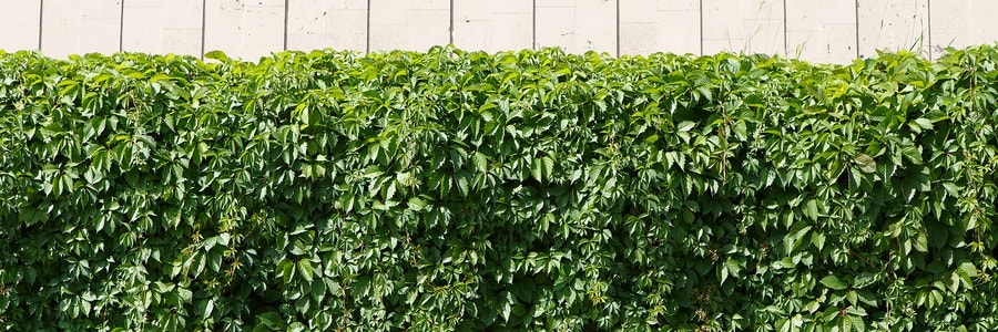 fence vines