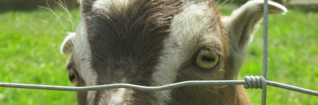 goat-looking-through-fence Goat looking through a wire fence.