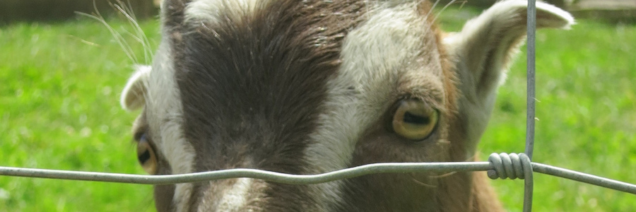 Goat looking through a wire fence.