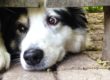dog looking under fence