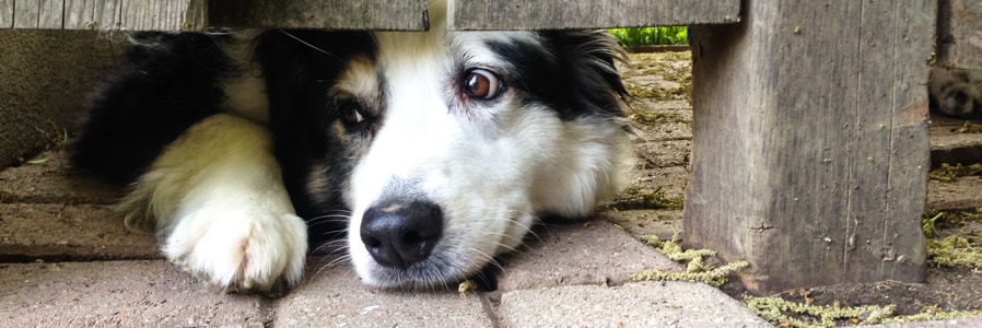 dog looking under fence