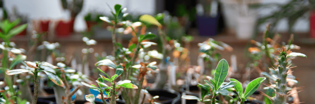 Benefits of xeriscaping