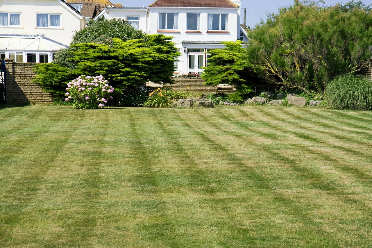 Mowed backyard