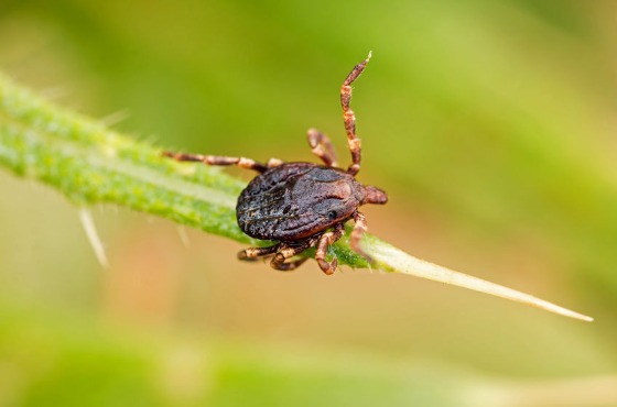 Pest Control in Austin, TX